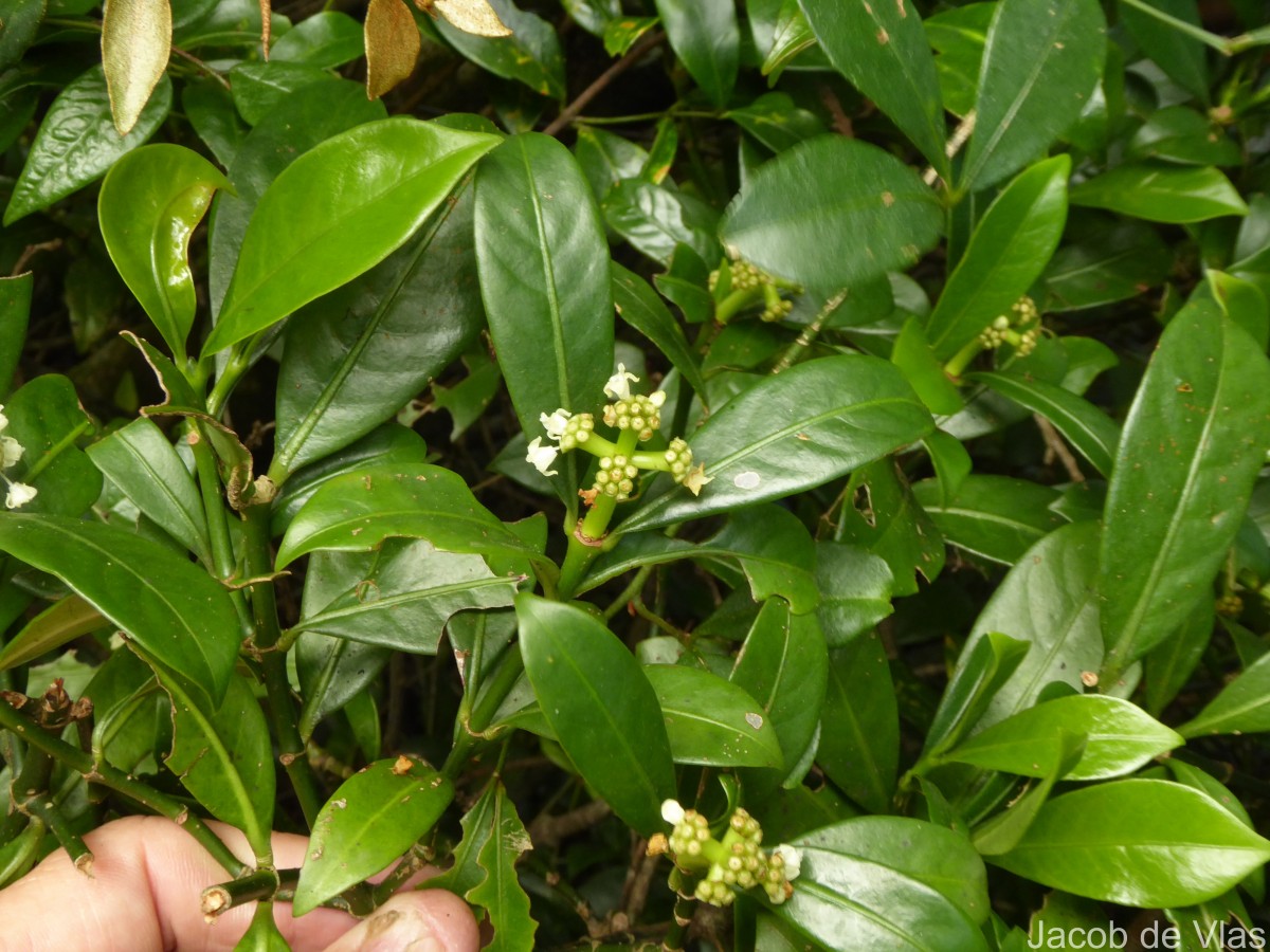 Psychotria nigra var. nigra